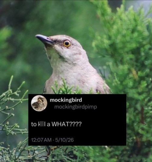 mockingbird mockingbirdpimp to la WHAT???? 12:07 AM - 5/10/26