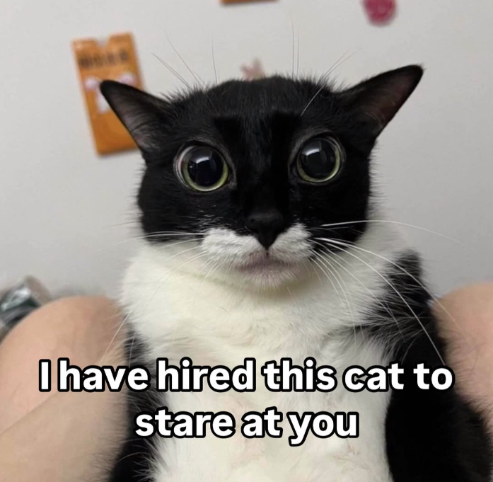 I have hired this cat to stare at you