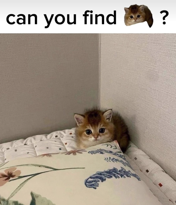 can you find ?