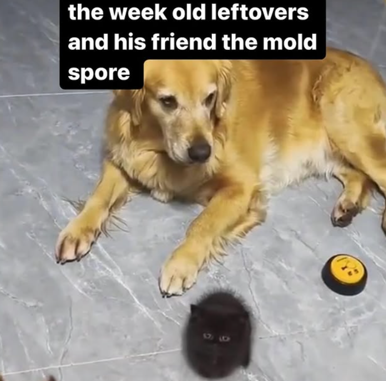 the week old leftovers and his friend the mold spore 96