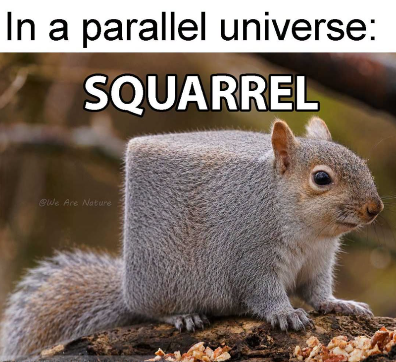 In a parallel universe: SQUARREL @We Are Nature