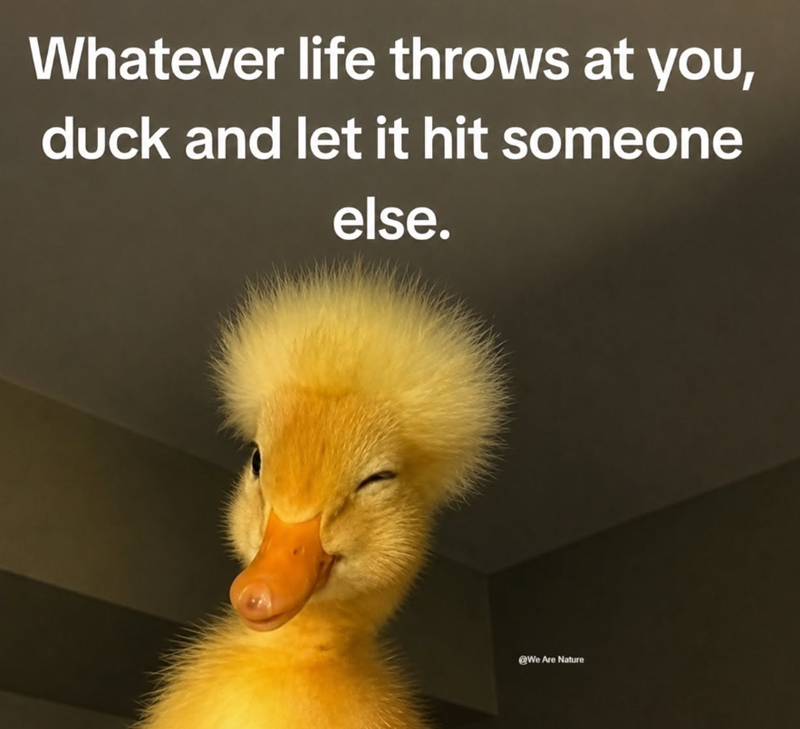 Whatever life throws at you, duck and let it hit someone else. @We Are Nature