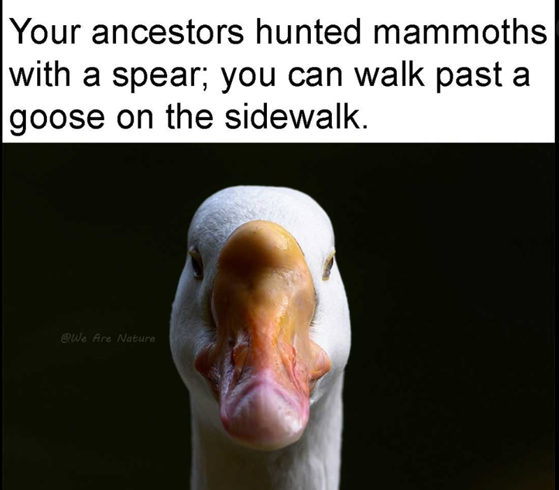 Your ancestors hunted mammoths with a spear; you can walk past a goose on the sidewalk. @We Are Nature