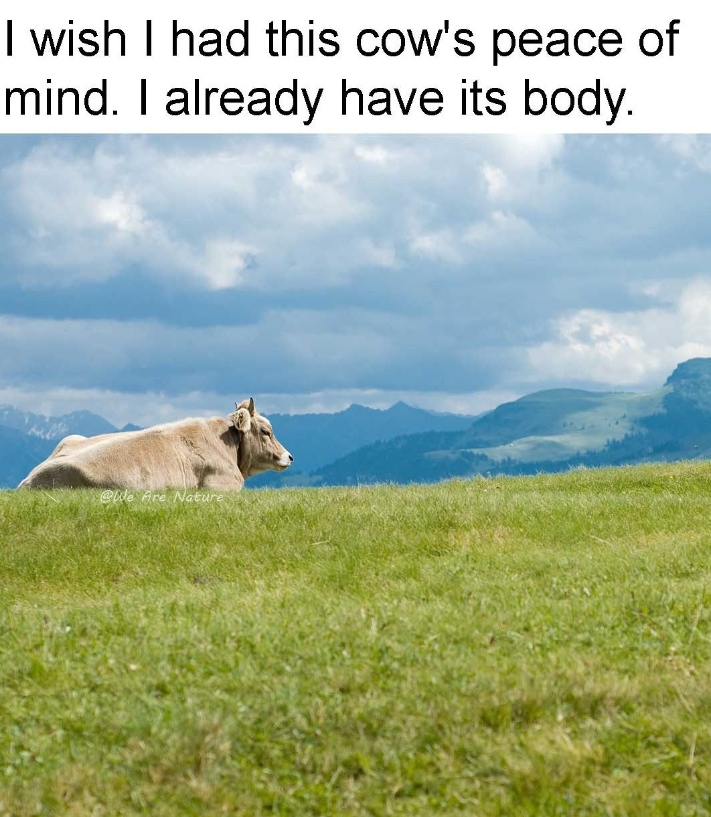 I wish I had this cow's peace of mind. I already have its body. @We Are Nature