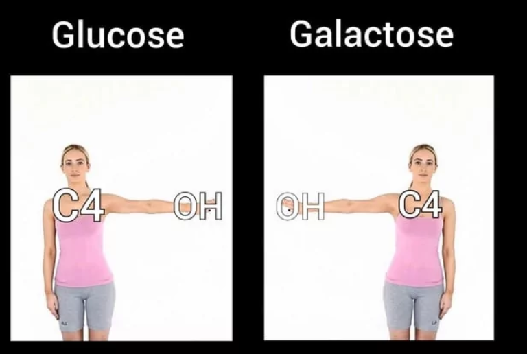 Glucose Galactose C4 OH OH C4