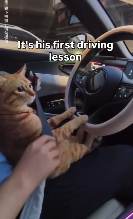 ㄓ环镜下拍摄,请勿模仿。 It's his first driving lesson