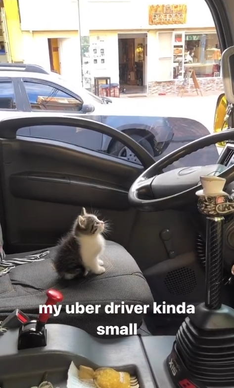 BAERICA my uber driver kinda small