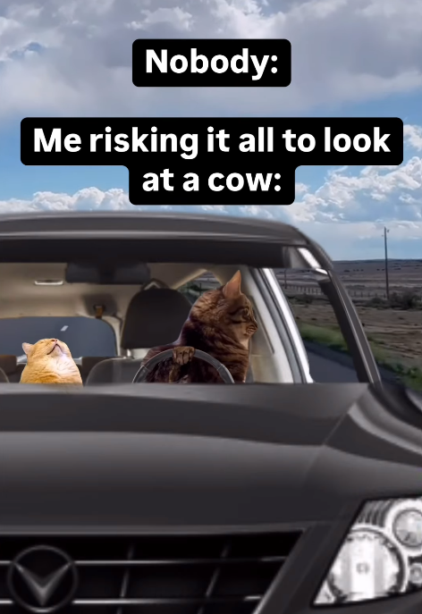 Nobody: Me risking it all to look at a cow: