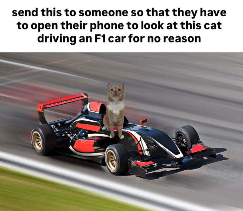 send this to someone so that they have to open their phone to look at this cat driving an F1 car for no reason
