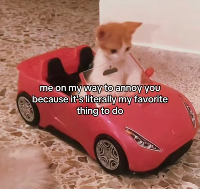 me on my way to annoy you because it's literally my favorite thing to do