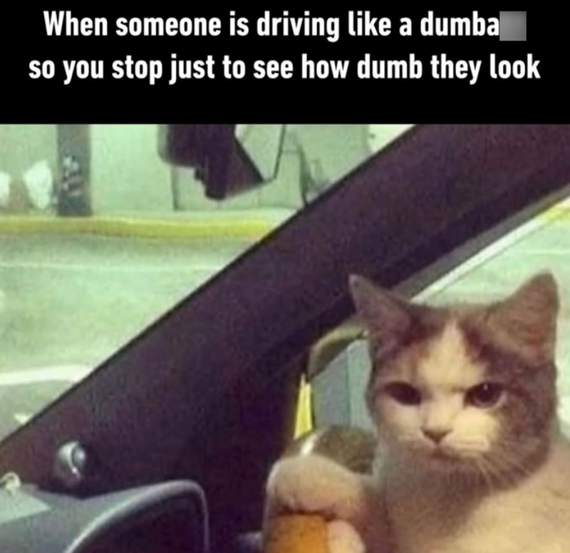 When someone is driving like a dumba so you stop just to see how dumb they look