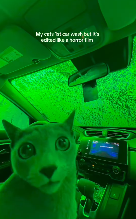 My cats 1st car wash but It's edited like a horror film 1127