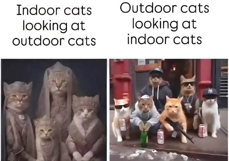 Indoor cats looking at Outdoor cats looking at outdoor cats indoor cats