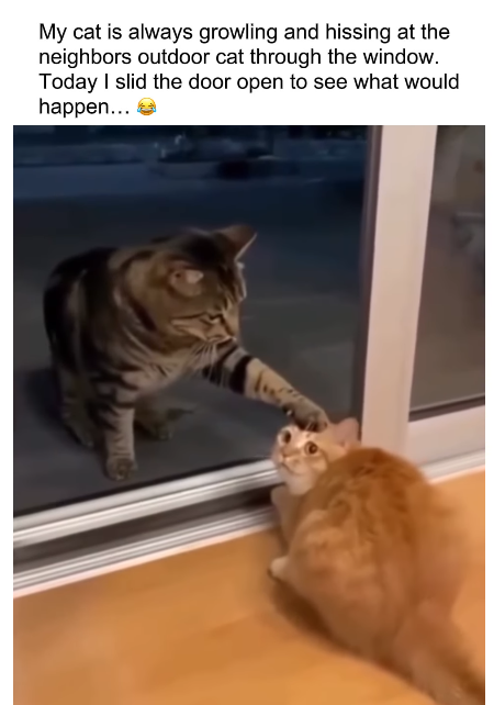 My cat is always growling and hissing at the neighbors outdoor cat through the window. Today I slid the door open to see what would happen...