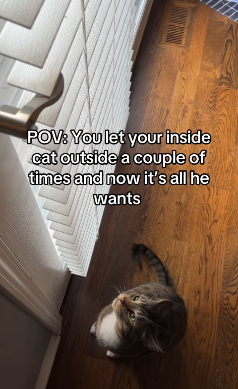 POV: You let your inside cat outside a couple of times and now it's all he Wants