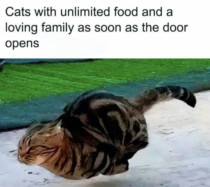 Cats with unlimited food and a loving family as soon as the door opens