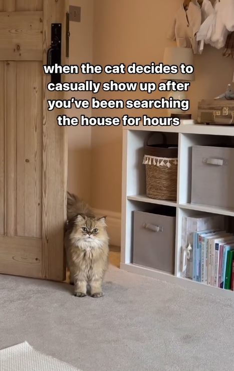 when the cat decides to casually show up after you've been searching the house for hours