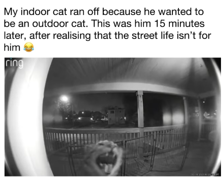 My indoor cat ran off because he wanted to be an outdoor cat. This was him 15 minutes later, after realising that the street life isn't for him ring 195 ** 212105 2