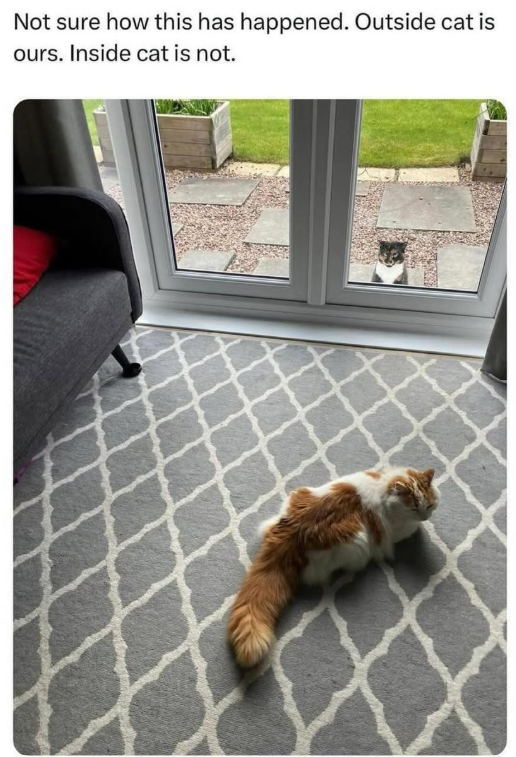Not sure how this has happened. Outside cat is ours. Inside cat is not.