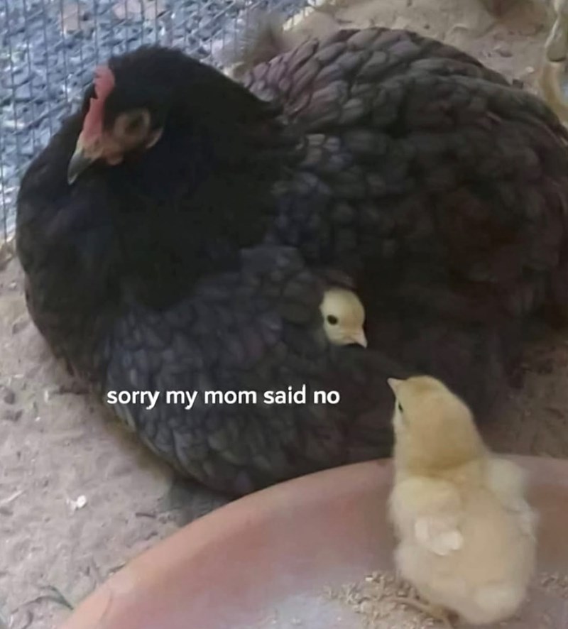 sorry my mom said no