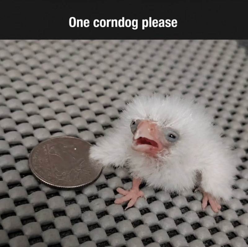 One corndog please