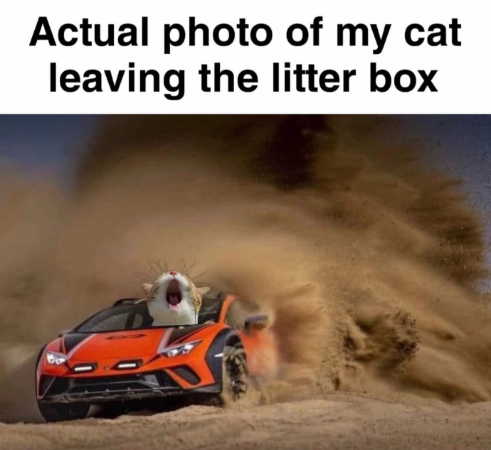 Actual photo of my cat leaving the litter box