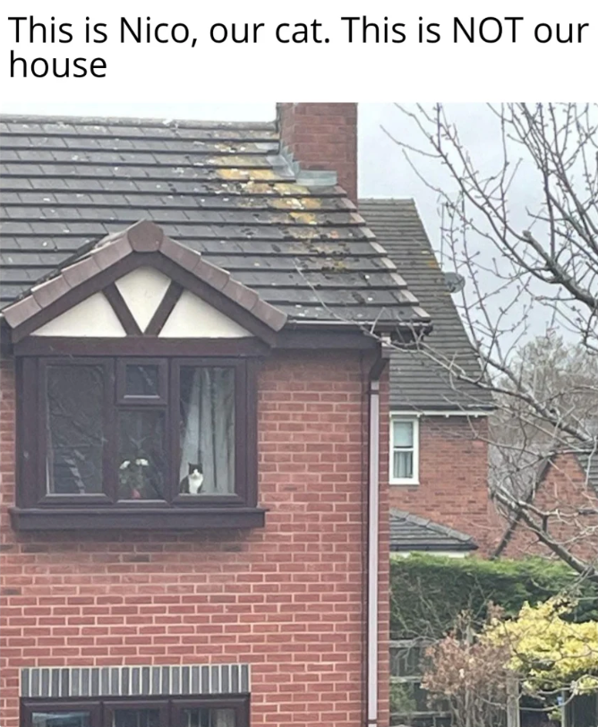 This is Nico, our cat. This is NOT our house