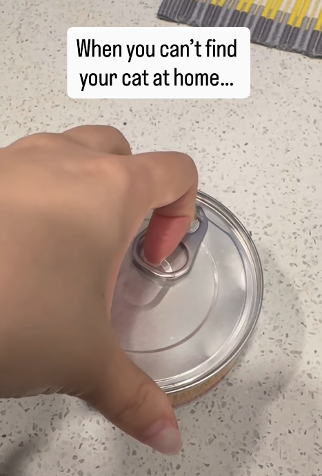 When you can't find your cat at home...