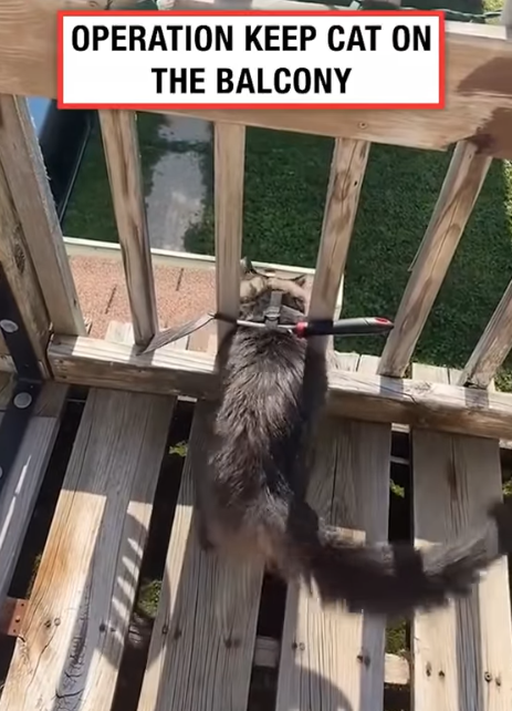 OPERATION KEEP CAT ON THE BALCONY