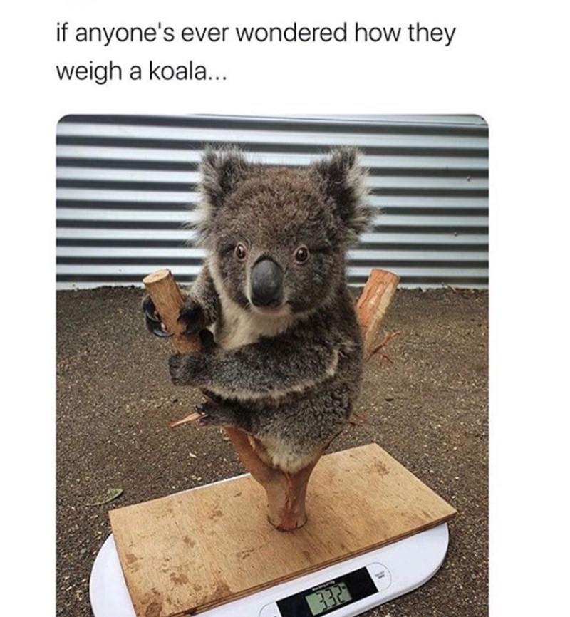 if anyone's ever wondered how they weigh a koala...