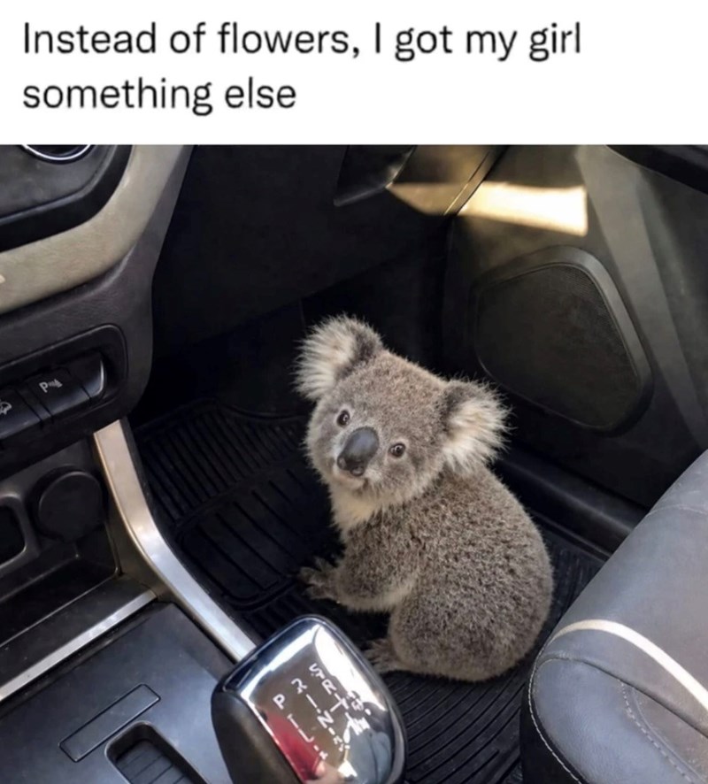 Instead of flowers, I got my girl something else P- STR- PIL.