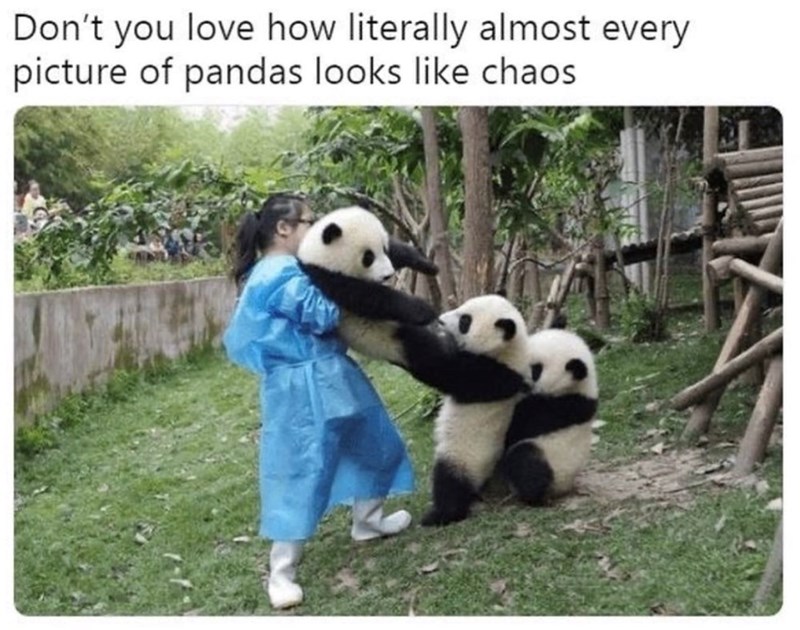 Don't you love how literally almost every picture of pandas looks like chaos