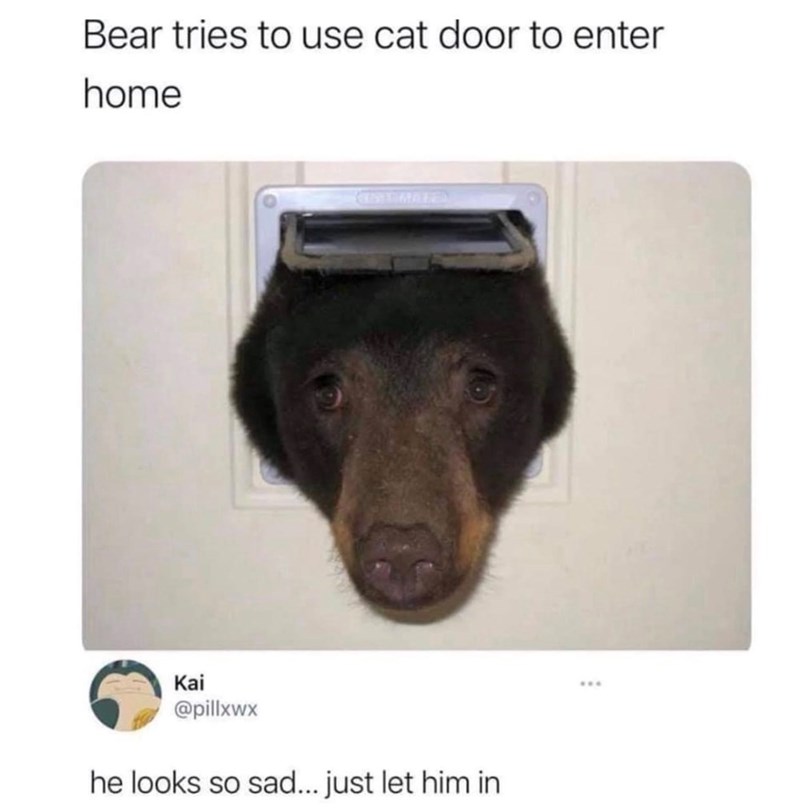 Bear tries to use cat door to enter home Kai @pillxwx he looks so sad... just let him in
