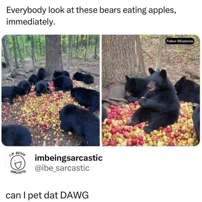 I'M Everybody look at these bears eating apples, immediately. BEING SARCASTIC imbeingsarcastic @ibe_sarcastic can I pet dat DAWG Follow @Explorize