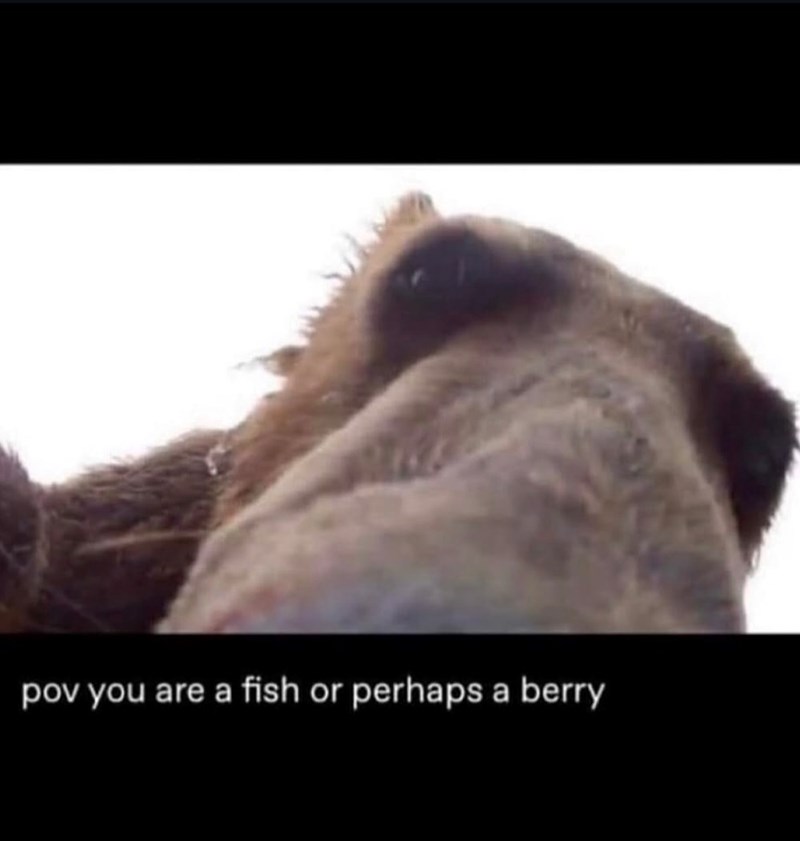 pov you are a fish or perhaps a berry