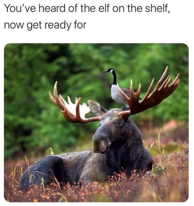 You've heard of the elf on the shelf, now get ready for