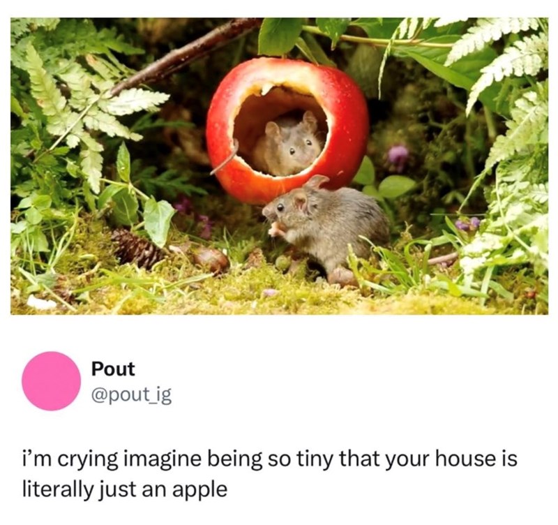 Pout @pout_ig i'm crying imagine being so tiny that your house is literally just an apple