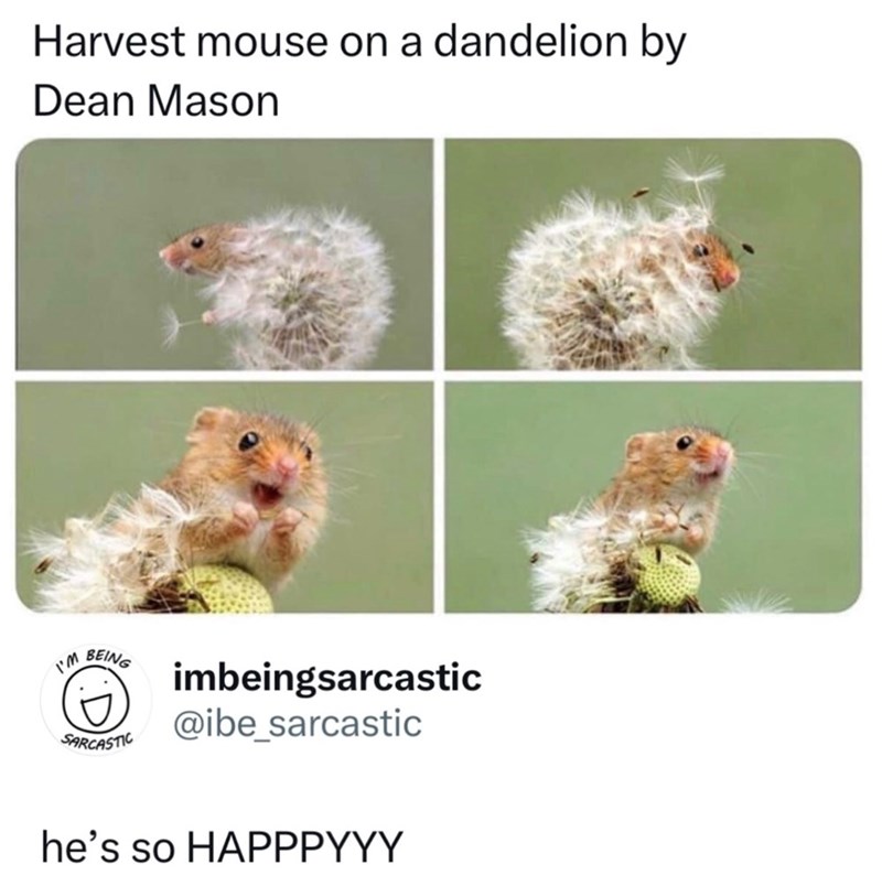 Harvest mouse on a dandelion by Dean Mason I'M BEING SARCASTIC imbeingsarcastic @ibe_sarcastic he's so HAPPPYYY