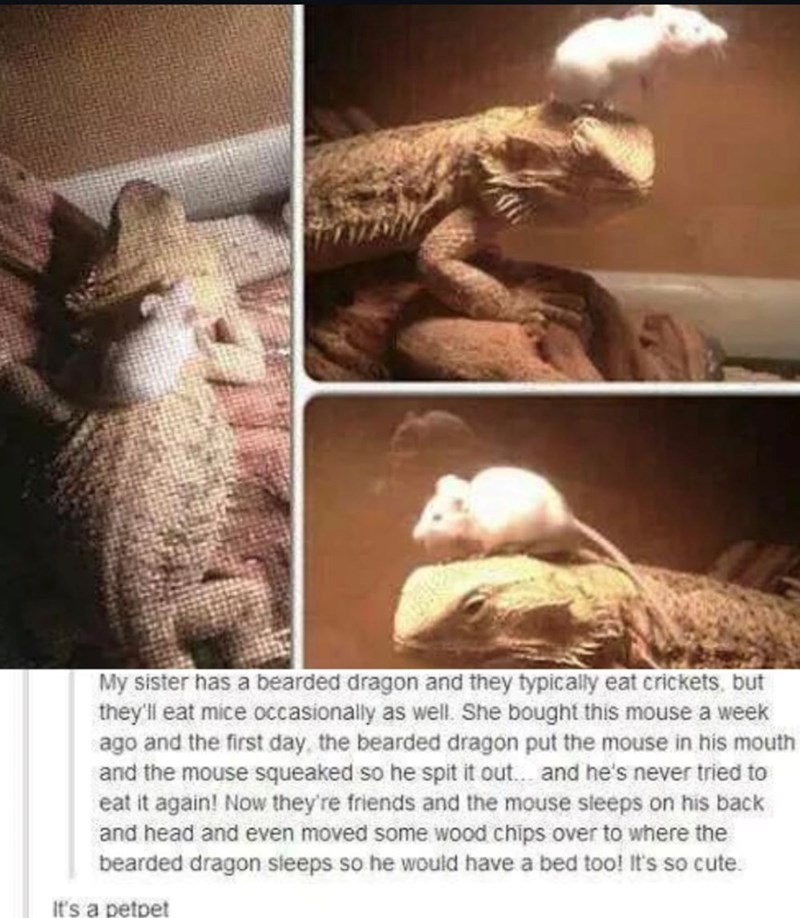 My sister has a bearded dragon and they typically eat crickets, but they'll eat mice occasionally as well. She bought this mouse a week ago and the first day, the bearded dragon put the mouse in his mouth and the mouse squeaked so he spit it out... and he's never tried to eat it again! Now they're friends and the mouse sleeps on his back and head and even moved some wood chips over to where the bearded dragon sleeps so he would have a bed too! It's so cute. It's a petpet
