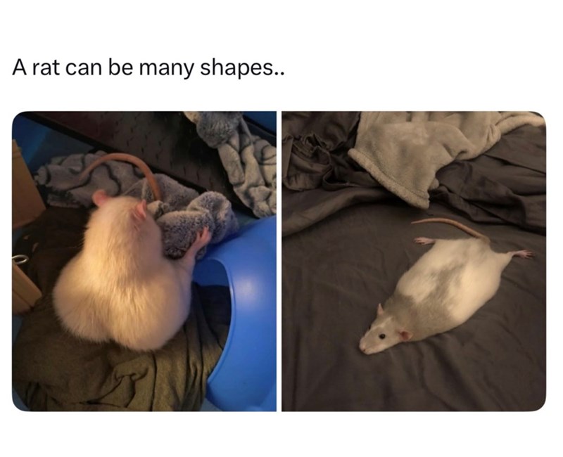A rat can be many shapes..