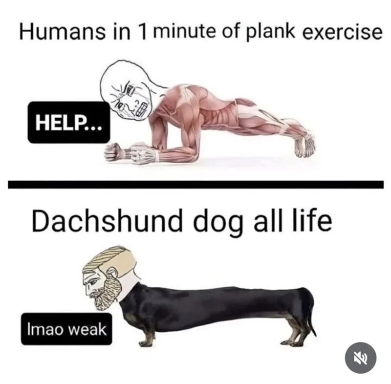 Humans in 1 minute of plank exercise HELP... Dachshund dog all life. Imao weak