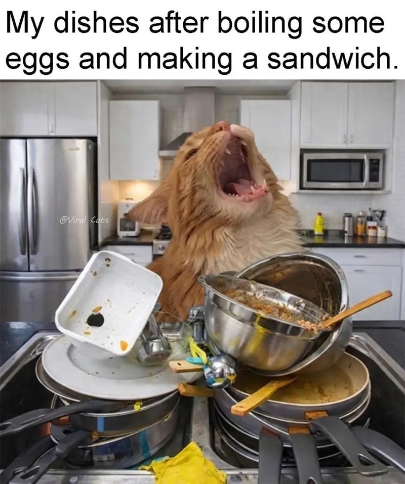 My dishes after boiling some eggs and making a sandwich. @Viral Cats
