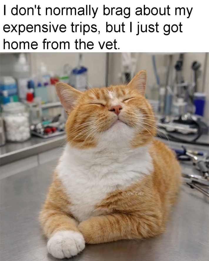 I don't normally brag about my expensive trips, but I just got home from the vet. @Viral Cats