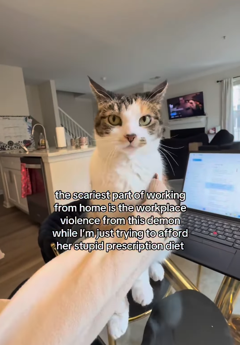 the scariest part of working from home is the workplace violence from this demon while I'm just trying to afford ⚫her stupid prescription diet