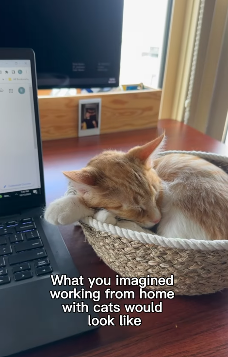 What you imagined working from home with cats would look like