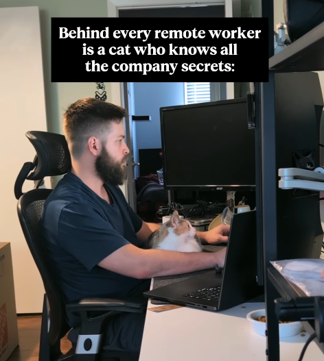 Behind every remote worker is a cat who knows all the company secrets: O