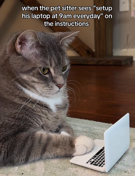 when the pet sitter sees "setup his laptop at 9am everyday" on the instructions