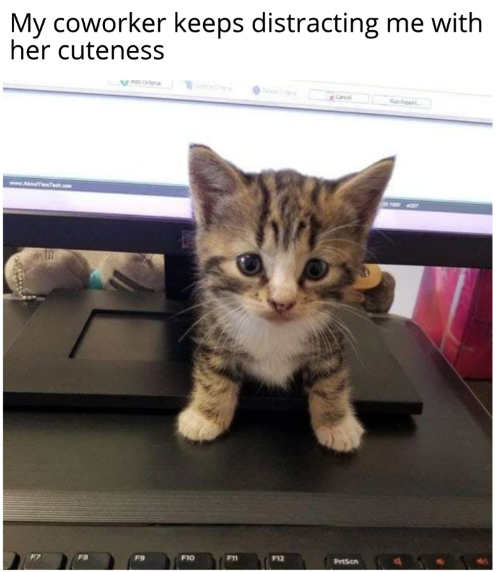 My coworker keeps distracting me with her cuteness www.AboutTTech FB F9 F10 F11 F12 Prtson Runpert