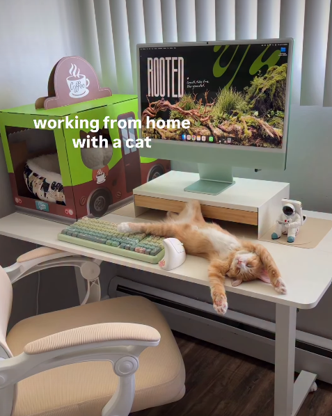 ROOTED working from home with a cat