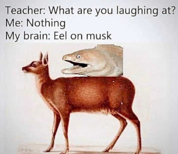 Teacher: What are you laughing at? Me: Nothing My brain: Eel on musk